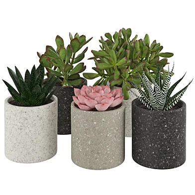 Houseplant 65