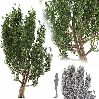 Black alder tree
