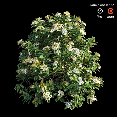 Ixora plant set 32