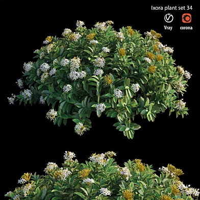 Ixora plant set 34