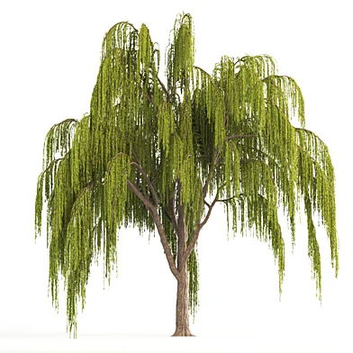 Weeping Willow Tree