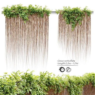 Cissus verticillata