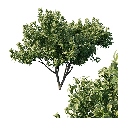 Eriobotrya japonica loquat 02