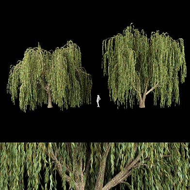 collection willow trees vol12