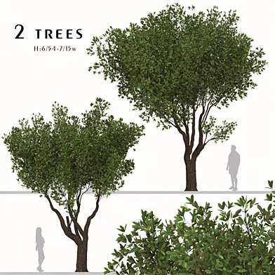 Set of Olive Tree (Olea europaea) (2 Trees)