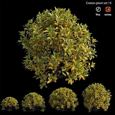 Croton plant set 13