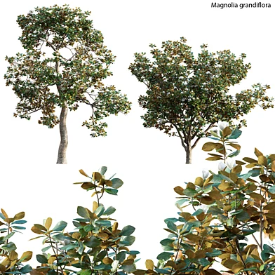 Magnolia grandiflora 02