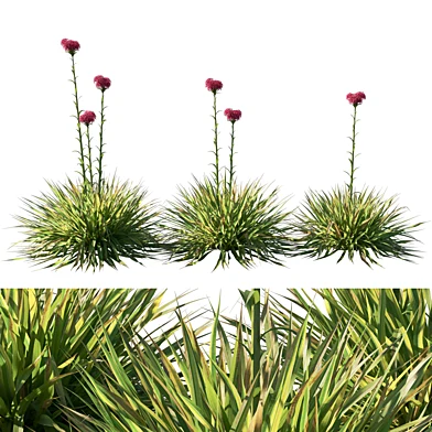 Doryanthes Excelsa_Gymea Lily