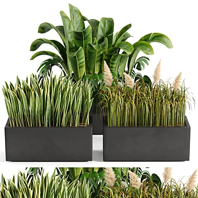 Indoor plant collection 11