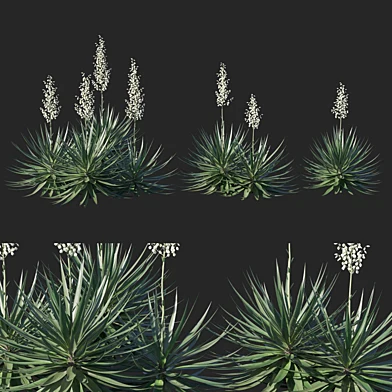 Agave sisalana