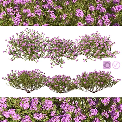 Тимьян обыкновенный thymus vulgaris
