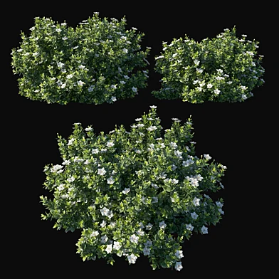 Gardenia augusta 04