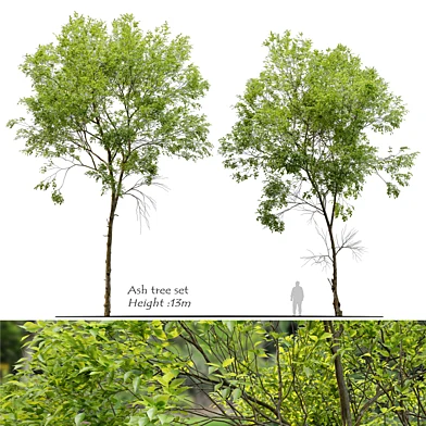 Ash tree set