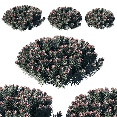 Euphorbia Blackbird 02