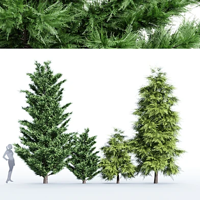 4 tree - Leyland Cypress Tree Slender Hinoki Cypress
