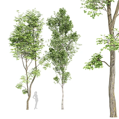 2tree-Brich Beautiful Hazel leave