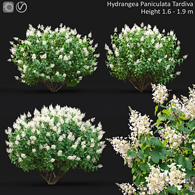 Hydrangea Paniculata