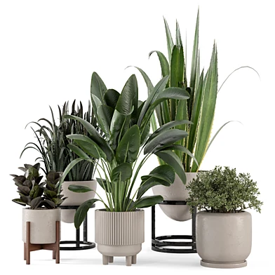 Indoor Plants  in rusty Concrete Pot - Set 274