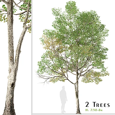 Set of Populus tremula Tree ( Eurasian aspen ) ( 2 Trees )