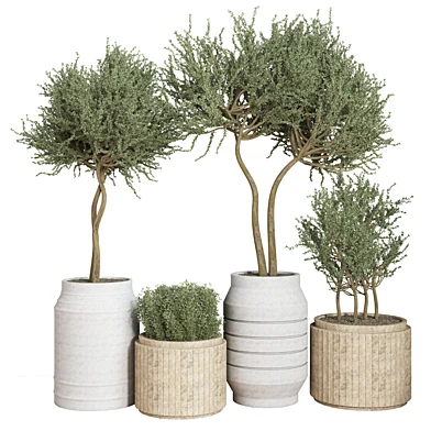 Indoor Plant Set 19