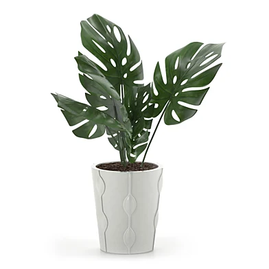 Monstera Deliciosa Plant