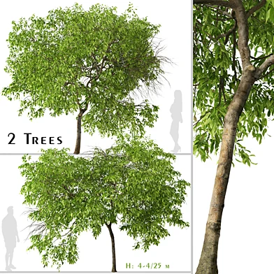 Set of Magnolia champaca Tree ( Champak ) (2 Trees)