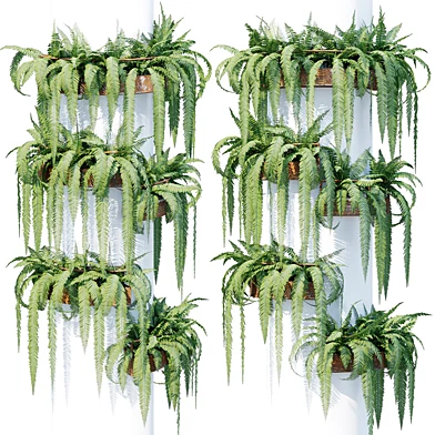 Round box fern