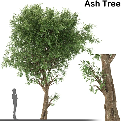 Ash Tree