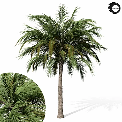 palm tree 01