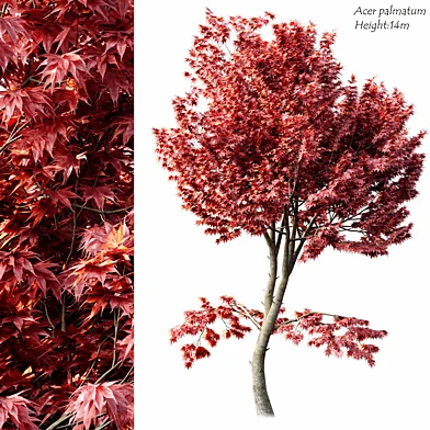 Acer palmatum