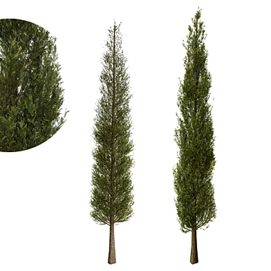 Cupressus 02