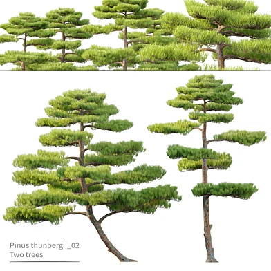 Pinus thunbergii_02