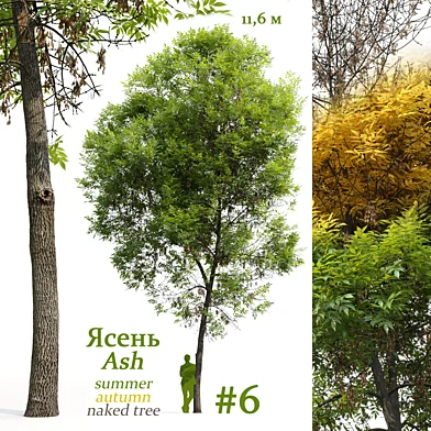 Ясень / Ash / Fraxinus #6