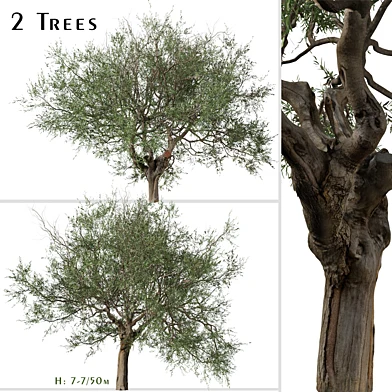Set of Olive Tree ( Olea europaea ) ( 2 Trees )