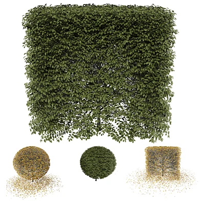 bush 01