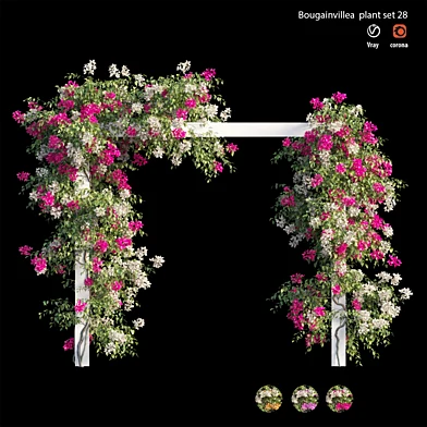 Bougainvillea plant set 28