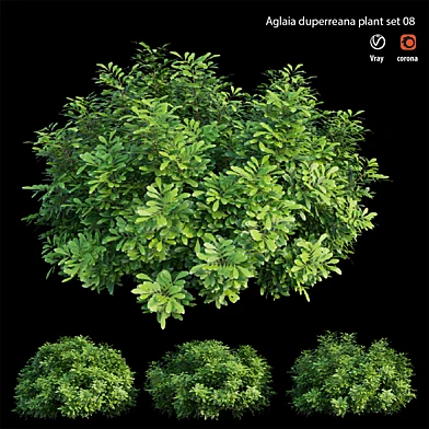 Aglaia duperreana plant set 08