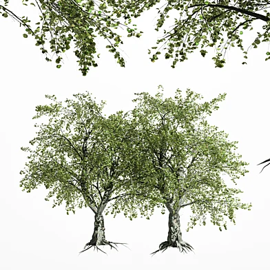 4 diffrent tree-Katsura