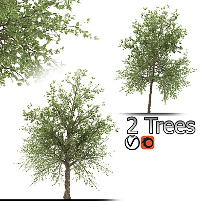 Taiwan beech Tree (2 Trees)