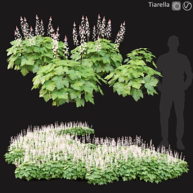 Tiarella #2