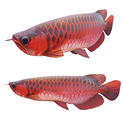 Red Dragon Fish