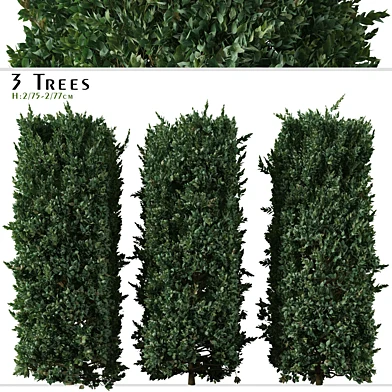 Set of Prunus caroliniana Tree ( Cherry laurel ) ( 3 Trees )