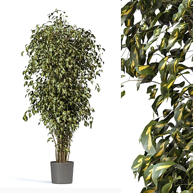 Tree Ficus