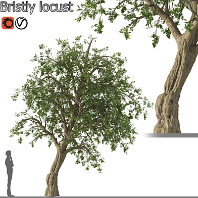 Bristly locust tree (1 Tree)