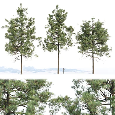 pine trees collection vol 11