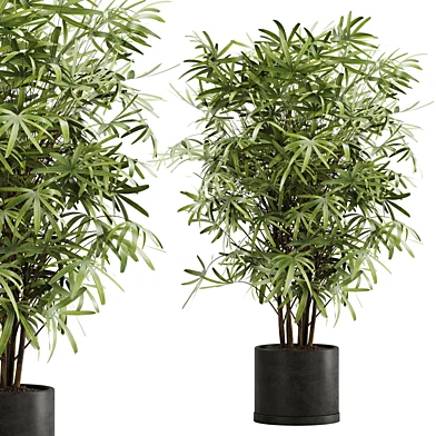 indoor plant Set 16