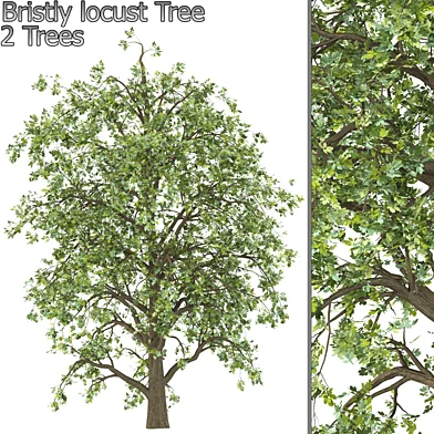 Bristly locust Tree (corona)