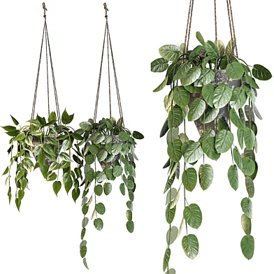 indoor plant set 07 - Pothos