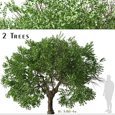 Set of Apricot Tree (Armenian plum) (2 Trees)