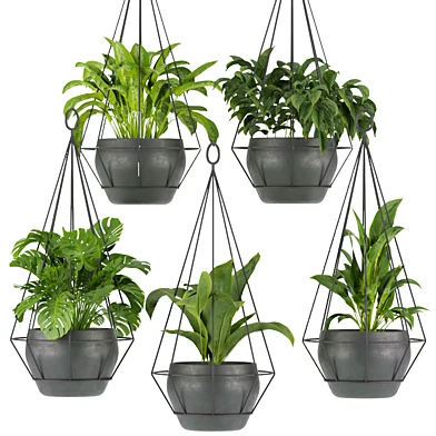 Collection plant vol 312 - Indoor - ampelous - hanging